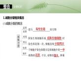 第四单元　第二十一课时　减数分裂和受精作用-2025年高考生物大一轮复习课件