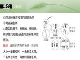 第四单元　第二十一课时　减数分裂和受精作用-2025年高考生物大一轮复习课件
