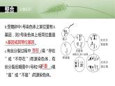 第四单元　第二十一课时　减数分裂和受精作用-2025年高考生物大一轮复习课件