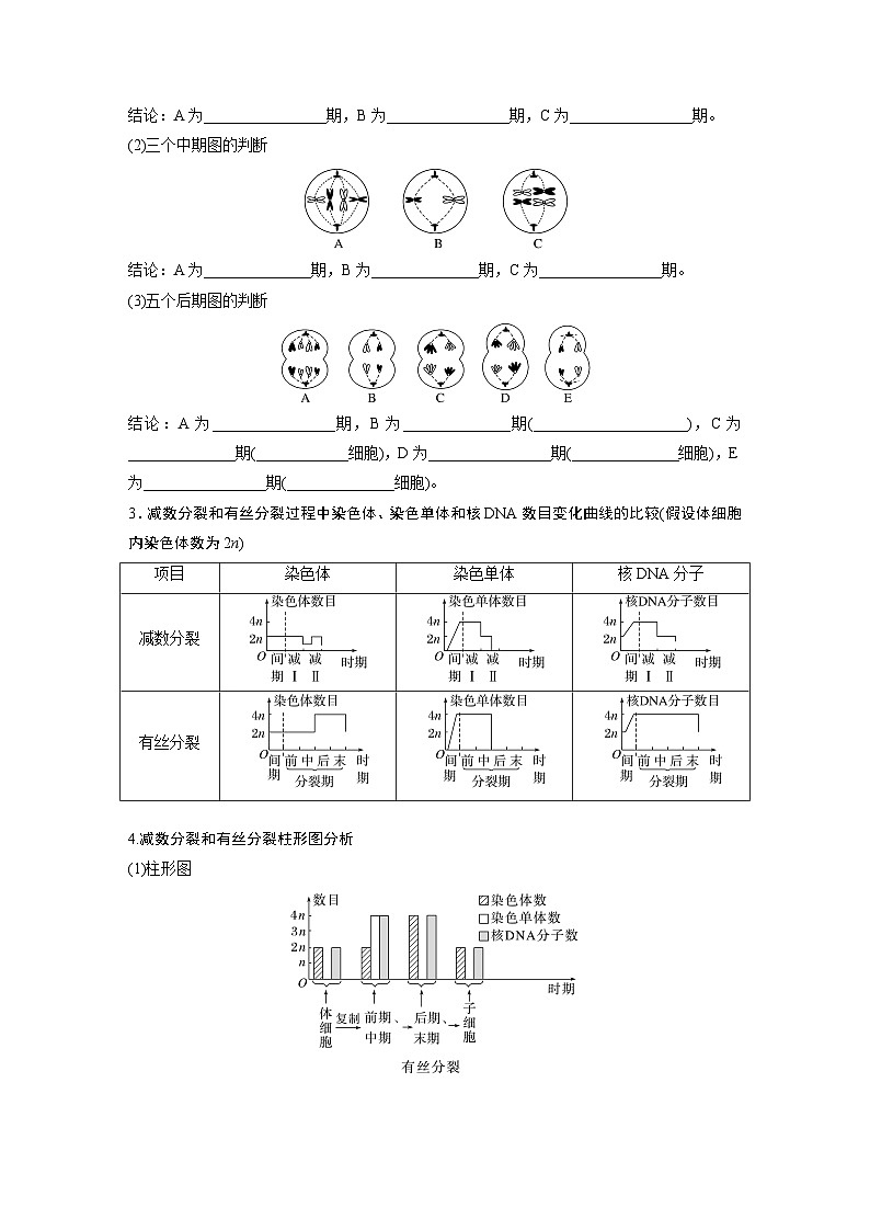 第四单元　第二十二课时　减数分裂与有丝分裂的比较及观察蝗虫精母细胞减数分裂装片-2025年高考生物大一轮复习课件02