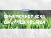 第四单元　第二十二课时　减数分裂与有丝分裂的比较及观察蝗虫精母细胞减数分裂装片-2025年高考生物大一轮复习课件