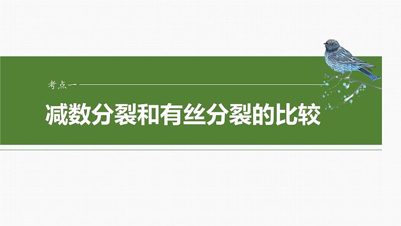 第四单元　第二十二课时　减数分裂与有丝分裂的比较及观察蝗虫精母细胞减数分裂装片-2025年高考生物大一轮复习课件04