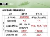 第四单元　第二十二课时　减数分裂与有丝分裂的比较及观察蝗虫精母细胞减数分裂装片-2025年高考生物大一轮复习课件