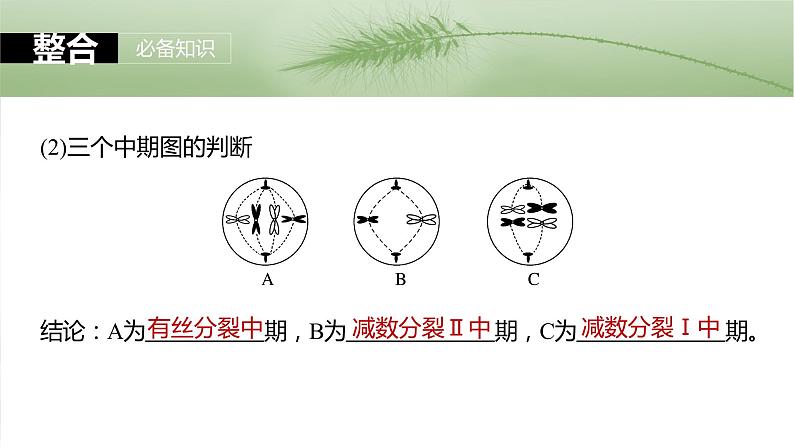 第四单元　第二十二课时　减数分裂与有丝分裂的比较及观察蝗虫精母细胞减数分裂装片-2025年高考生物大一轮复习课件08