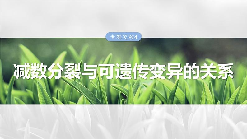 第四单元　专题突破4　减数分裂与可遗传变异的关系-2025年高考生物大一轮复习课件01