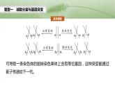 第四单元　专题突破4　减数分裂与可遗传变异的关系-2025年高考生物大一轮复习课件
