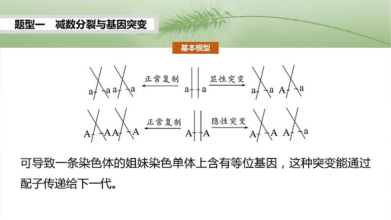 第四单元　专题突破4　减数分裂与可遗传变异的关系-2025年高考生物大一轮复习课件03