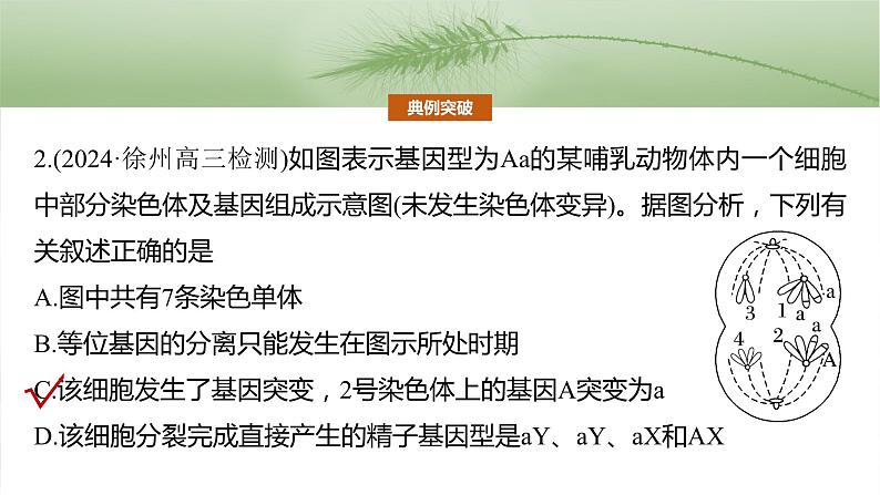 第四单元　专题突破4　减数分裂与可遗传变异的关系-2025年高考生物大一轮复习课件07