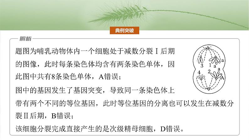 第四单元　专题突破4　减数分裂与可遗传变异的关系-2025年高考生物大一轮复习课件08