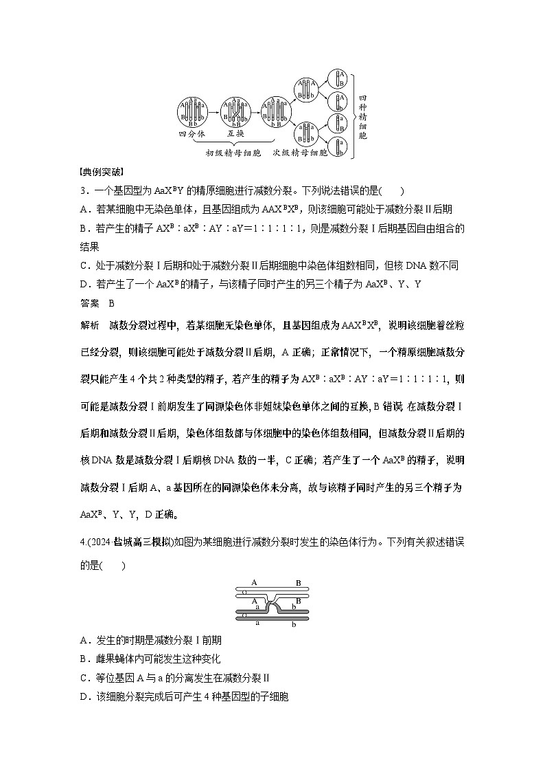 第四单元　专题突破4　减数分裂与可遗传变异的关系（教师版）第3页