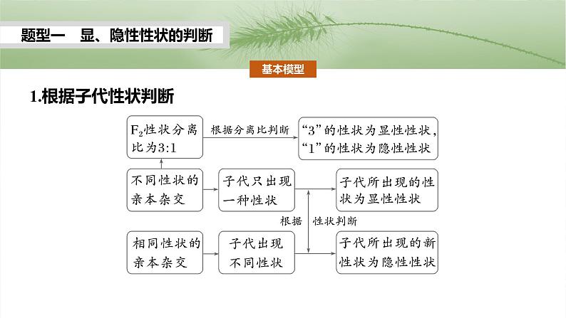 第五单元　第25课时　分离定律的概率计算和常规应用第3页