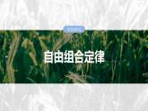 第五单元　第二十六课时　自由组合定律-2025年高考生物大一轮复习课件