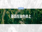 第五单元　第二十七课时　基因在染色体上-2025年高考生物大一轮复习课件