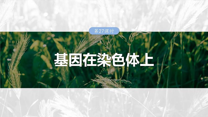 第五单元　第27课时　基因在染色体上第1页