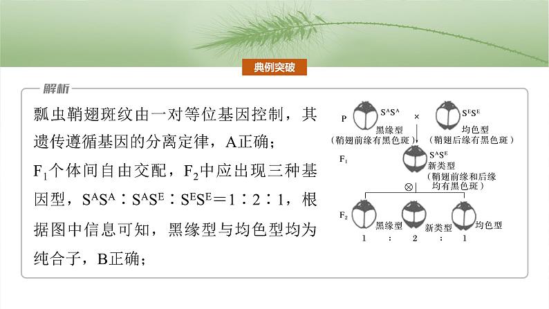 第五单元　专题突破5　基因分离定律拓展题型突破-2025年高考生物大一轮复习课件08