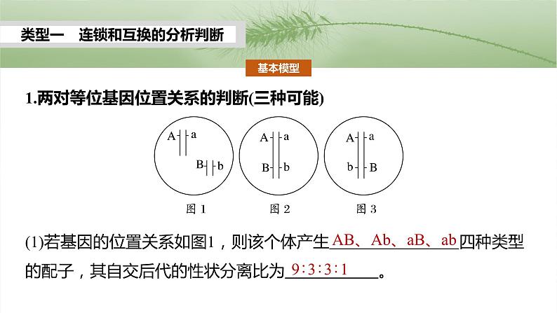 第五单元　专题突破7　探究不同对基因在常染色体上的位置-2025年高考生物大一轮复习课件03