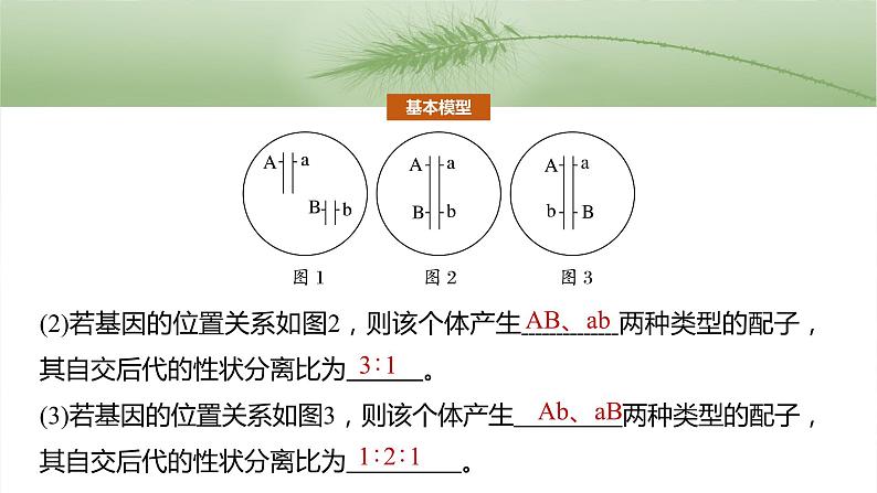 第五单元　专题突破7　探究不同对基因在常染色体上的位置-2025年高考生物大一轮复习课件04