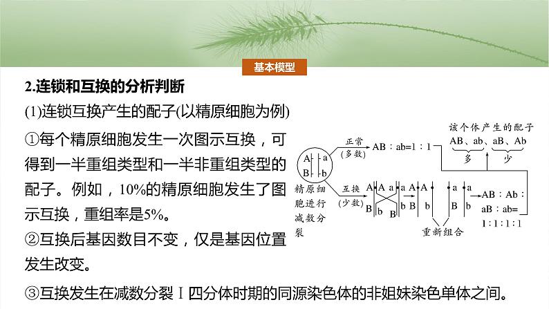 第五单元　专题突破7　探究不同对基因在常染色体上的位置-2025年高考生物大一轮复习课件05