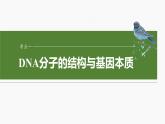 第六单元　第三十课时　DNA的结构与复制-2025年高考生物大一轮复习课件