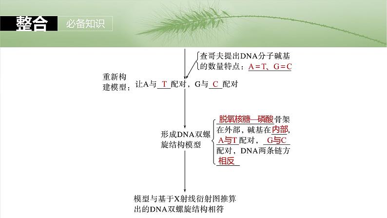 第六单元　第30课时　DNA的结构与复制第7页