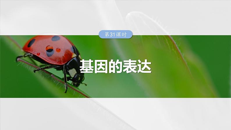 第六单元　第31课时　基因的表达-2025年高考生物大一轮复习课件01