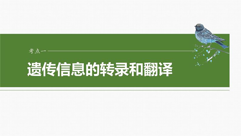 第六单元　第31课时　基因的表达-2025年高考生物大一轮复习课件04