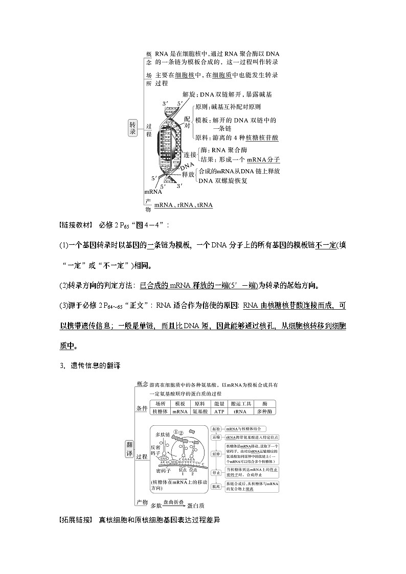 第六单元　第31课时　基因的表达-2025年高考生物大一轮复习课件02
