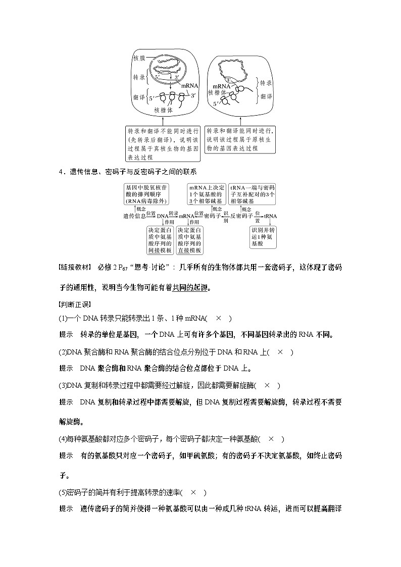 第六单元　第31课时　基因的表达-2025年高考生物大一轮复习课件03