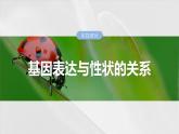 第六单元　第32课时　基因表达与性状的关系-2025年高考生物大一轮复习课件