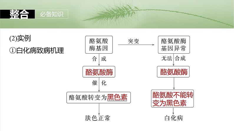 第六单元　第32课时　基因表达与性状的关系-2025年高考生物大一轮复习课件06