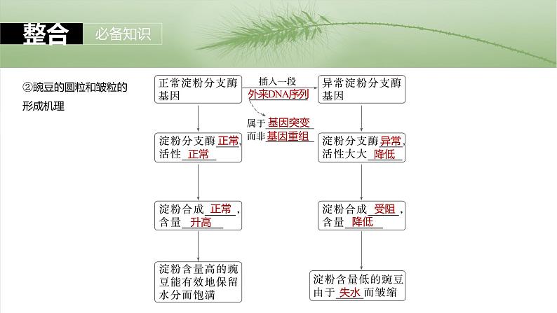 第六单元　第32课时　基因表达与性状的关系-2025年高考生物大一轮复习课件07