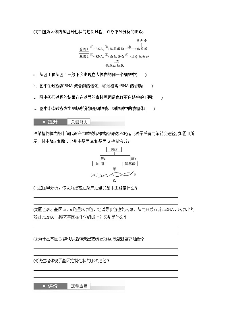 第六单元　第32课时　基因表达与性状的关系-2025年高考生物大一轮复习课件03