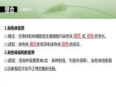 第七单元　第34课时　染色体变异-2025年高考生物大一轮复习课件
