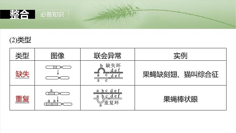 第七单元　第34课时　染色体变异-2025年高考生物大一轮复习课件06