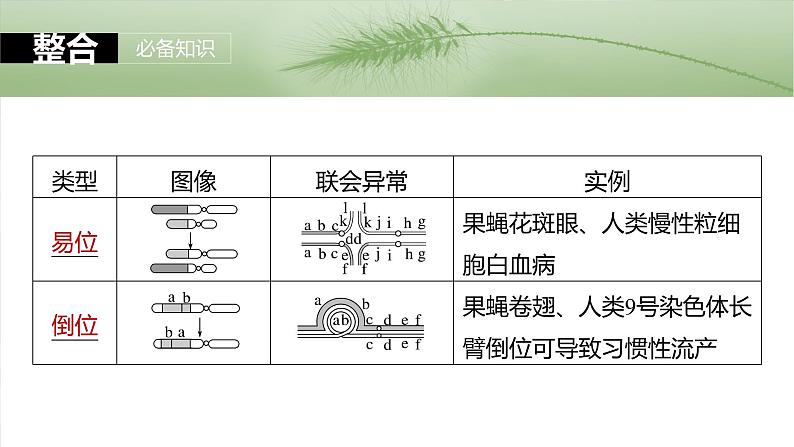 第七单元　第34课时　染色体变异-2025年高考生物大一轮复习课件07