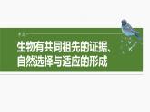 第七单元　第35课时　生物的进化-2025年高考生物大一轮复习课件