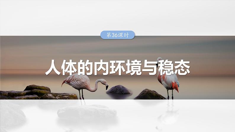 第八单元　第36课时　人体的内环境与稳态-2025年高考生物大一轮复习课件01