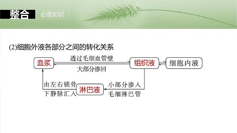 第八单元　第36课时　人体的内环境与稳态-2025年高考生物大一轮复习课件06