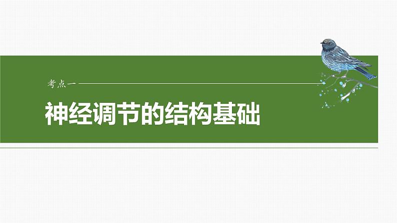 第八单元　第37课时　神经调节的结构基础和基本方式-2025年高考生物大一轮复习课件04