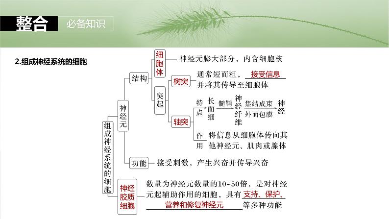 第八单元　第37课时　神经调节的结构基础和基本方式-2025年高考生物大一轮复习课件07