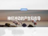 第八单元　第38课时　神经冲动的产生和传导-2025年高考生物大一轮复习课件