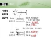 第八单元　第38课时　神经冲动的产生和传导-2025年高考生物大一轮复习课件