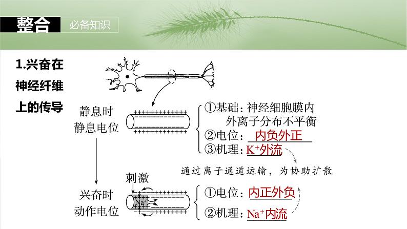 第八单元　第38课时　神经冲动的产生和传导第5页