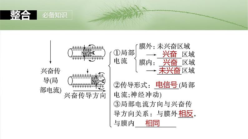 第八单元　第38课时　神经冲动的产生和传导第6页