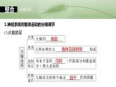 第八单元　第39课时　神经系统的分级调节及人脑的高级功能-2025年高考生物大一轮复习课件