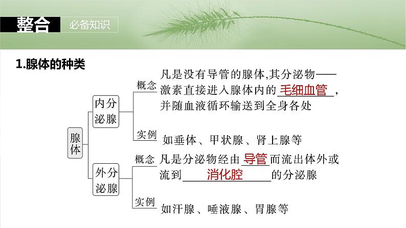 第八单元　第40课时　激素与内分泌调节及激素调节的过程-2025年高考生物大一轮复习课件05