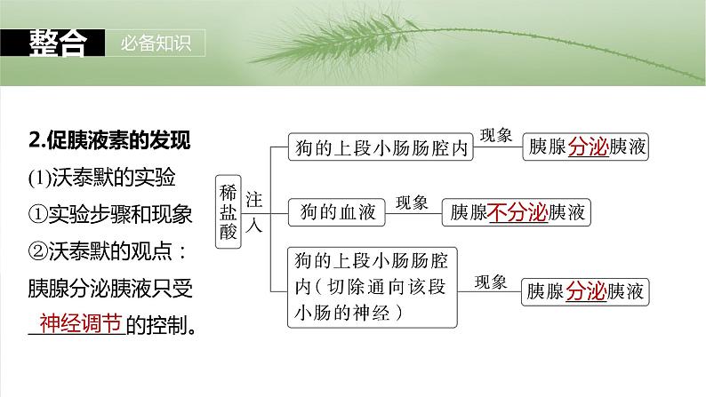 第八单元　第40课时　激素与内分泌调节及激素调节的过程-2025年高考生物大一轮复习课件06