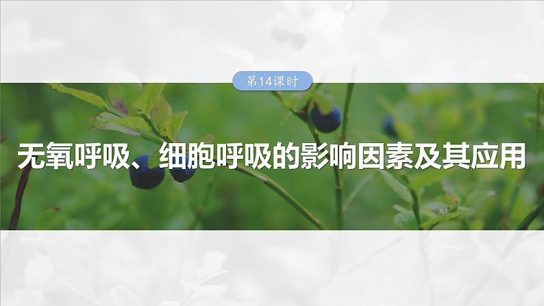 第三单元　第十四课时　无氧呼吸、细胞呼吸的影响因素及其应用-2025年高考生物大一轮复习课件01