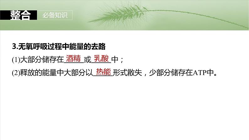 第三单元　第十四课时　无氧呼吸、细胞呼吸的影响因素及其应用-2025年高考生物大一轮复习课件08