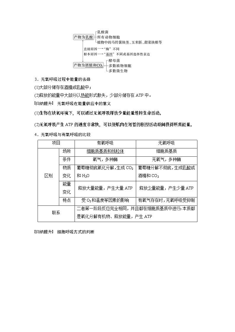 第三单元　第十四课时　无氧呼吸、细胞呼吸的影响因素及其应用-2025年高考生物大一轮复习课件02